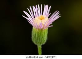 Attēlu rezultāti vaicājumam “Erigeron acris flower”
