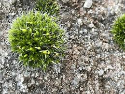 Attēlu rezultāti vaicājumam “Grimmia pulvinata sporophyte”