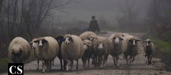 Image result for sheeple