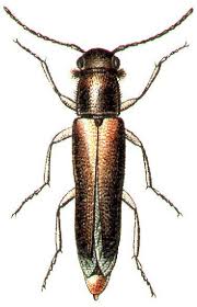 Attēlu rezultāti vaicājumam “Lymexylidae”