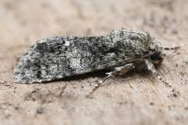 Attēlu rezultāti vaicājumam “Acronicta rumicis”