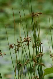 Attēlu rezultāti vaicājumam “Juncus effusus fruit”