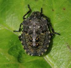 Attēlu rezultāti vaicājumam “Pentatoma rufipes”