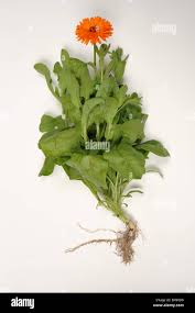 Attēlu rezultāti vaicājumam “Calendula officinalis leaf”