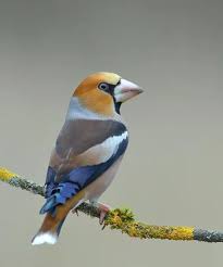Attēlu rezultāti vaicājumam “Coccothraustes coccothraustes”