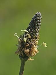 Attēlu rezultāti vaicājumam “Plantago lanceolata”