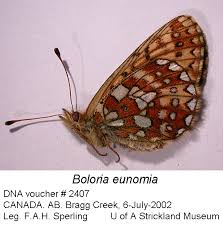 Attēlu rezultāti vaicājumam “Boloria eunomia”