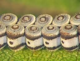 Attēlu rezultāti vaicājumam “Pentatomidae eggs”