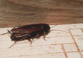 Image result for ゴキブリ報告所