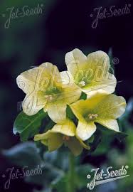 Attēlu rezultāti vaicājumam “Hyoscyamus niger flower”