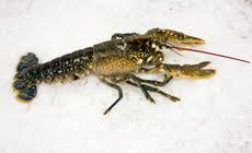 Image result for Homarus gammarus