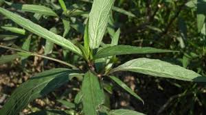 Attēlu rezultāti vaicājumam “Jacobaea paludosa leaf”
