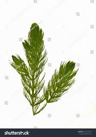 Attēlu rezultāti vaicājumam “Ceratophyllaceae”