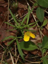 Attēlu rezultāti vaicājumam “Ranunculus auricomus leaf”