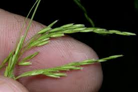 Attēlu rezultāti vaicājumam “Cinna latifolia”