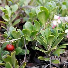 Attēlu rezultāti vaicājumam “Exobasidium uvae-ursi”