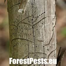 Attēlu rezultāti vaicājumam “Tomicus minor”