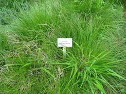Attēlu rezultāti vaicājumam “Carex appropinquata leaf”