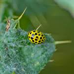 Attēlu rezultāti vaicājumam “Psyllobora vigintiduopunctata larva”