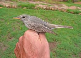 Image result for Hippolais olivetorum