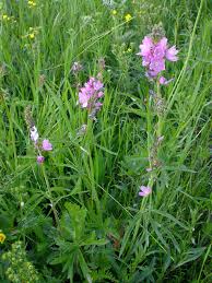 Attēlu rezultāti vaicājumam “Badhamia lilacina var. megaspora sessile”