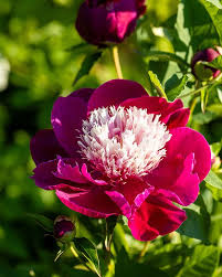 Image result for Pfingstrose