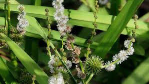 Attēlu rezultāti vaicājumam “Sparganium neglectum”