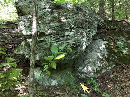 Attēlu rezultāti vaicājumam “Cephaloziella elachista”