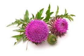 Image result for Silybum marianum