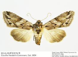 Attēlu rezultāti vaicājumam “Cucullia fraudatrix”