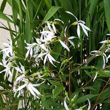 Image result for Leaves Green Bowmen