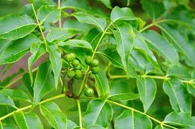 Attēlu rezultāti vaicājumam “Phellodendron amurense leaf”