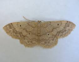 Attēlu rezultāti vaicājumam “Idaea biselata”