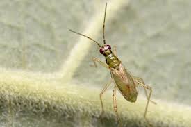 Attēlu rezultāti vaicājumam “Dicyphus sp.”