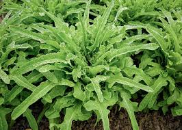 Image result for Neuseeländer Salat