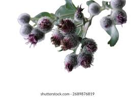 Attēlu rezultāti vaicājumam “Arctium tomentosum flower”
