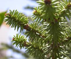 Attēlu rezultāti vaicājumam “Abies”