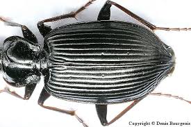 Attēlu rezultāti vaicājumam “Limodromus assimilis”