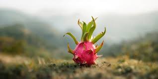 Attēlu rezultāti vaicājumam “Anemone sylvestris fruit”