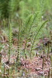 Attēlu rezultāti vaicājumam “Equisetum telmateia”