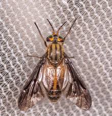 Attēlu rezultāti vaicājumam “Chrysops”