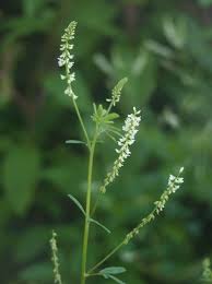 Attēlu rezultāti vaicājumam “Melilotus albus leaf”
