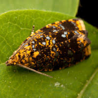 Attēlu rezultāti vaicājumam “Celypha siderana”