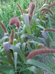 Attēlu rezultāti vaicājumam “Setaria italica”