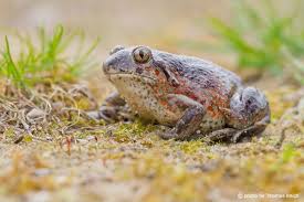 Attēlu rezultāti vaicājumam “Pelobates fuscus”