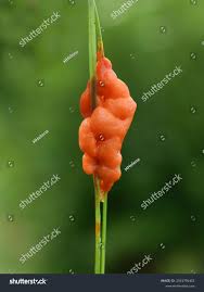 Attēlu rezultāti vaicājumam “Lignydium muscorum”