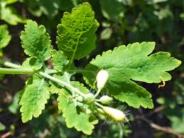 Attēlu rezultāti vaicājumam “Chelidonium majus leaf”