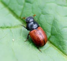 Attēlu rezultāti vaicājumam “Aphodius sp. imago”