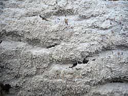 Attēlu rezultāti vaicājumam “Cystostereum murrayi”