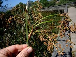 Attēlu rezultāti vaicājumam “Juncus capitatus fruit”